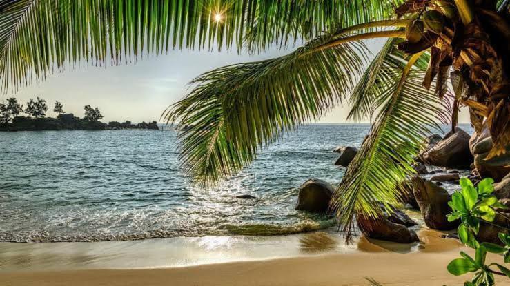 Baga Beach Palms 외부 사진